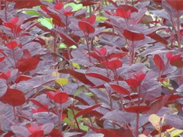 紅櫨苗