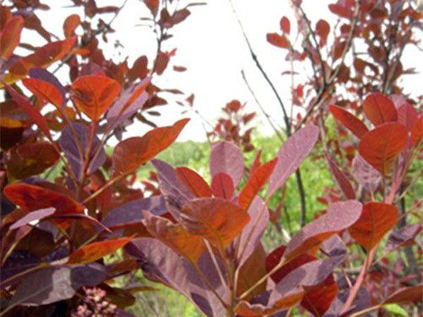 紅櫨苗