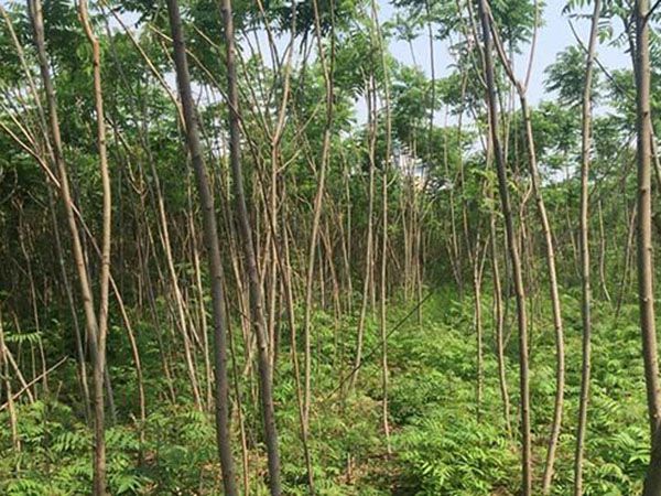 火炬樹(shù)