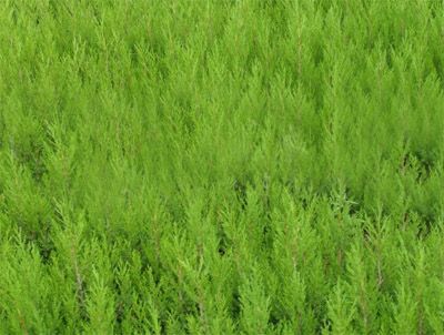 側(cè)柏苗種植基地